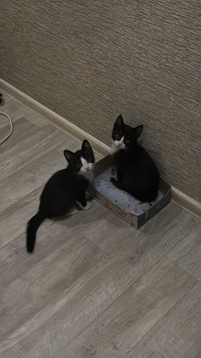 Ищем семью котятам!