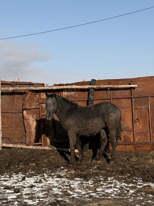 Продам айгыр полутяж