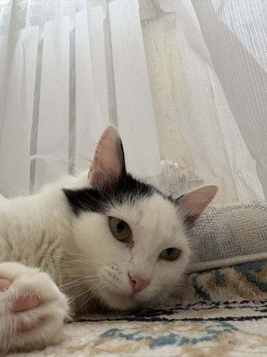 Кошка….1.годик….