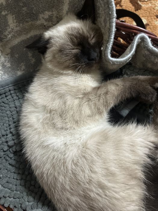 Сиамская   кошка