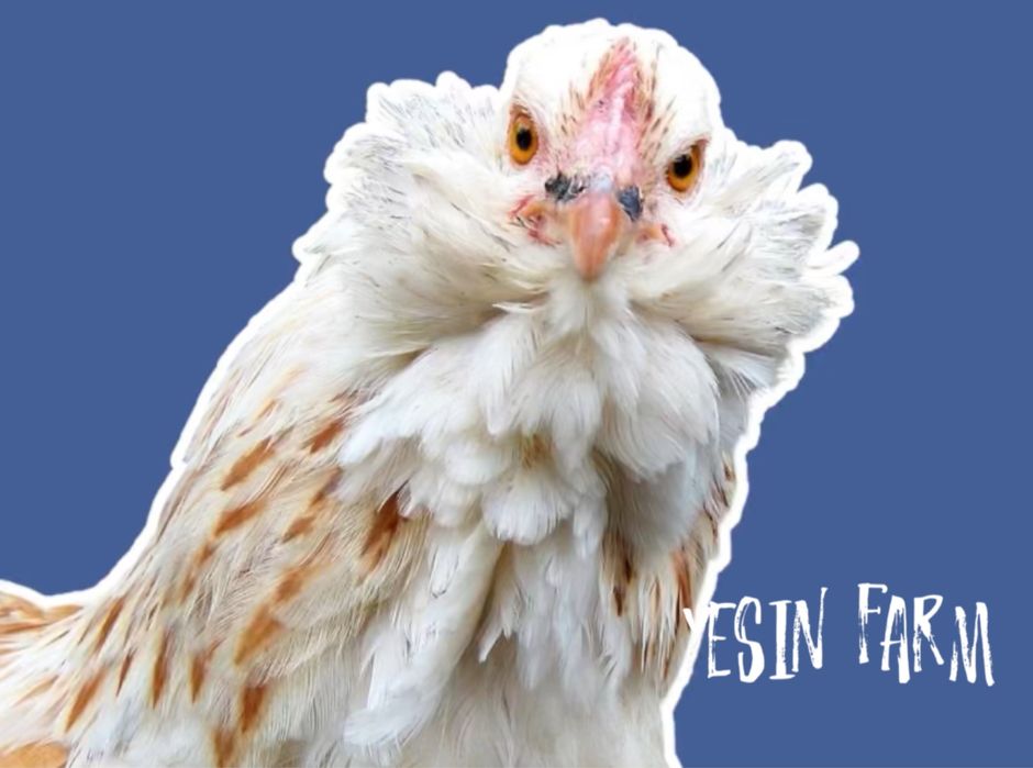 Инкубационные яйца породные куры из Россий под заказ, выгодно