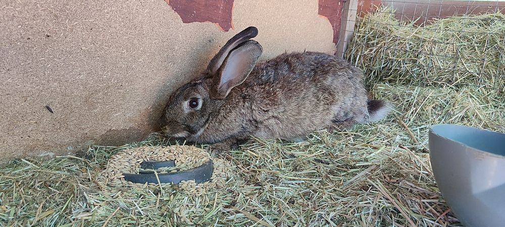 Хар хил турдаги ва рангдаги куйонлар бор, келиштириб берилади