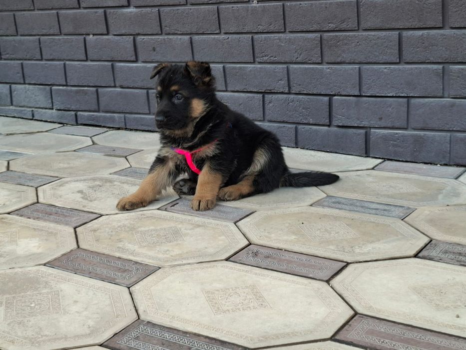 Немецские овчарки