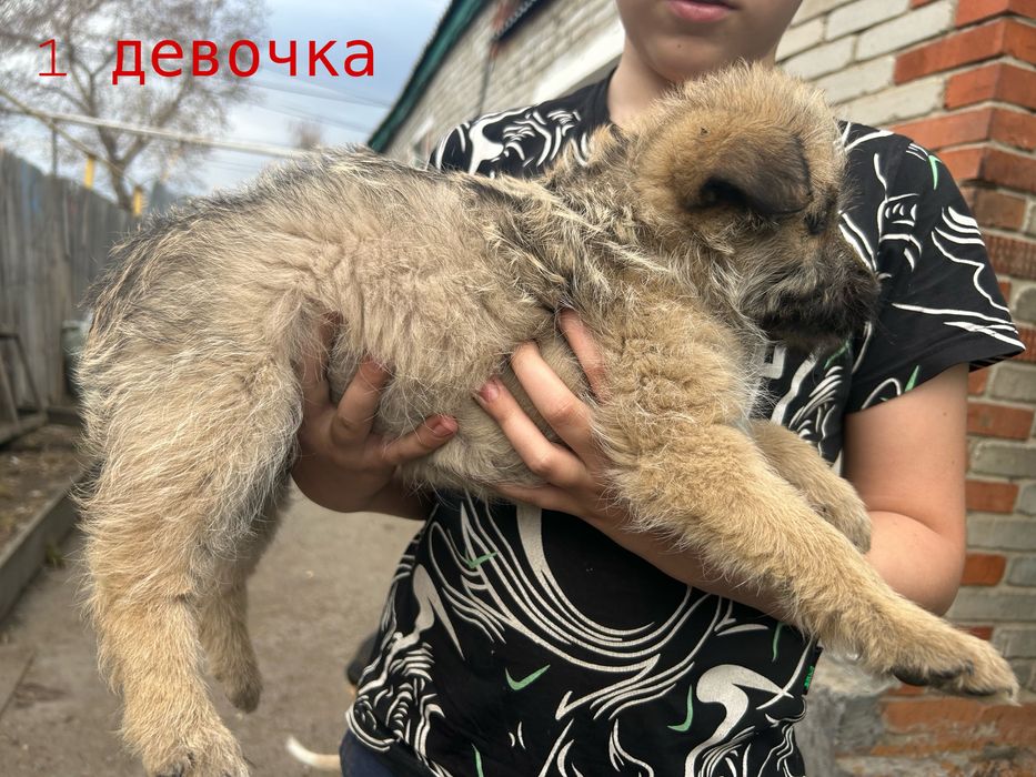 Отдам щенка в добрые руки.