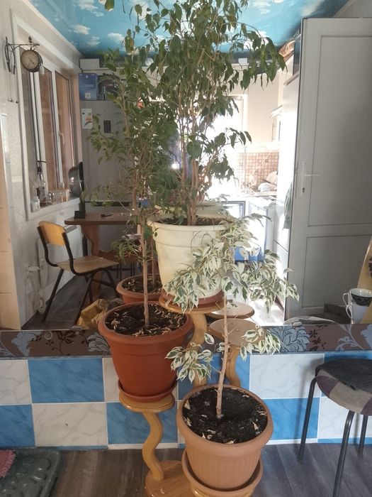 Продам комнатные цветы