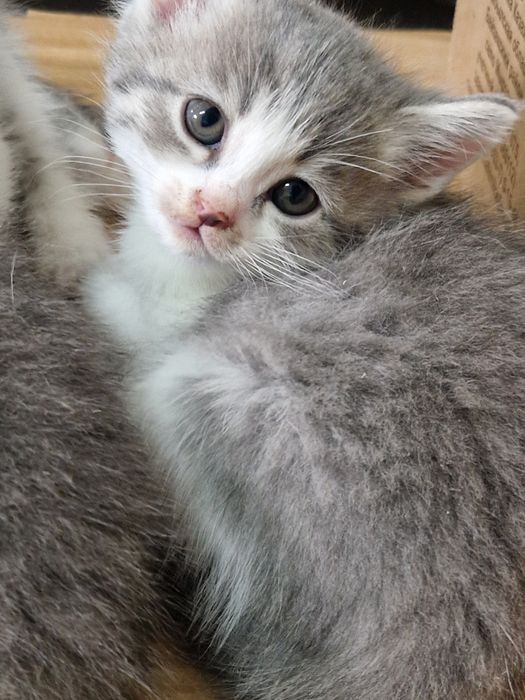 Котенок девочка 2 мес