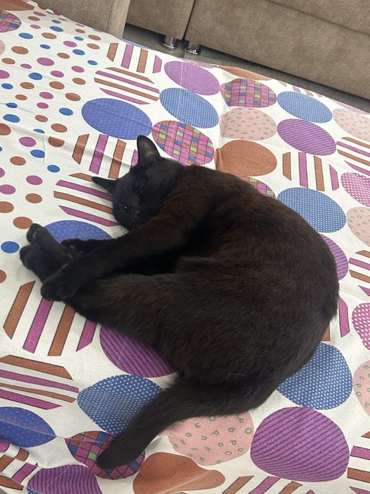 Пропала черная кошка