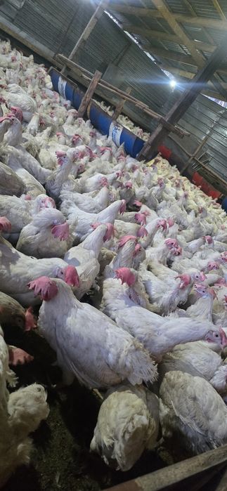 Куры несушки декалб вайт