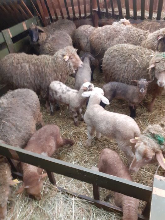 Oi de vânzare în loc. Arcuş, jud. Covasna