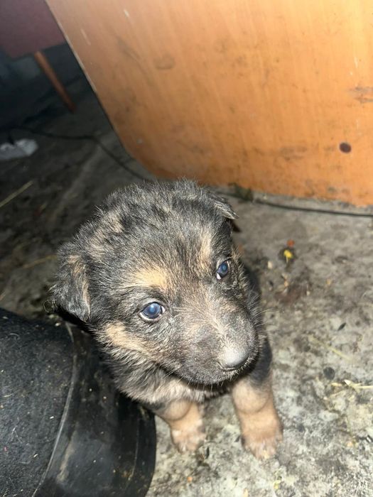 Овчарка немец девочка