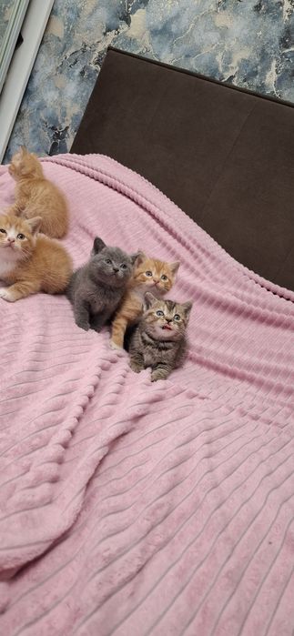 Британские ласковые котята