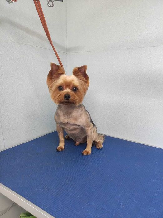 Стрижки животных