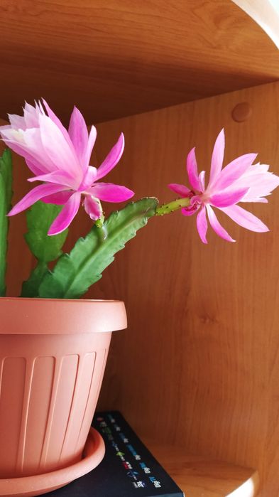 Vând cactus Epiphyllum