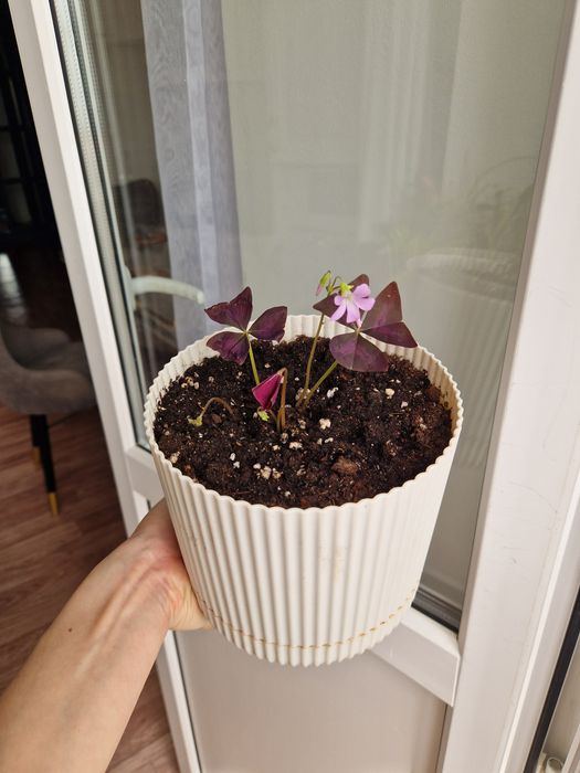 Кислица зеленая, комнатные цветы