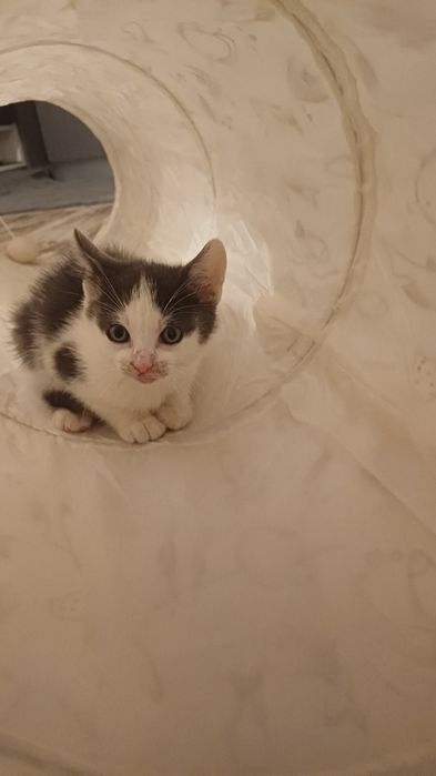 Adopție pentru un suflet