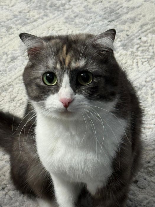 Кошка девочка