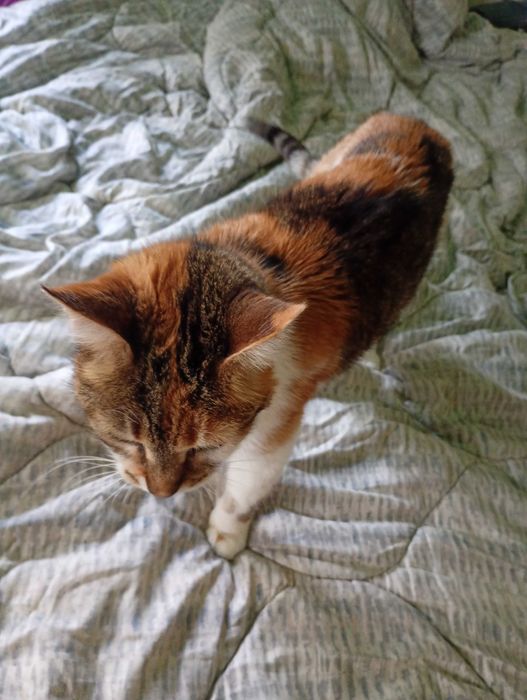 Бездомна Котка която търси дом