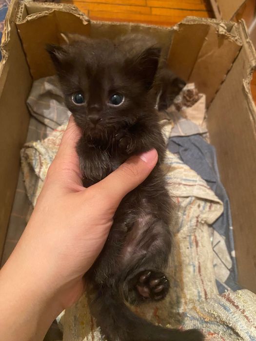 Отдам котят в хорошие руки