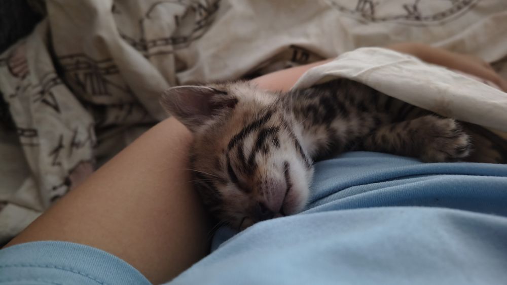 Pui Bengal gata de adopție începând cu data de 15 Octombrie