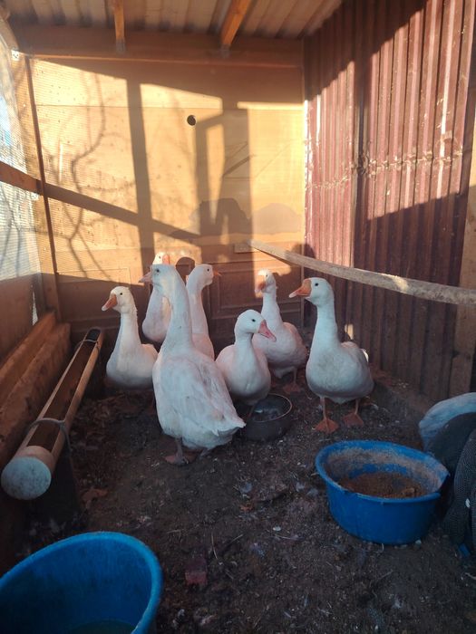 Продаю Гусей недорого