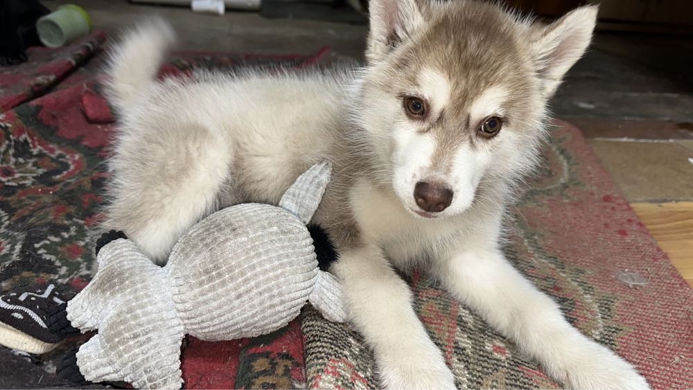 Щенок чистокровного хаски