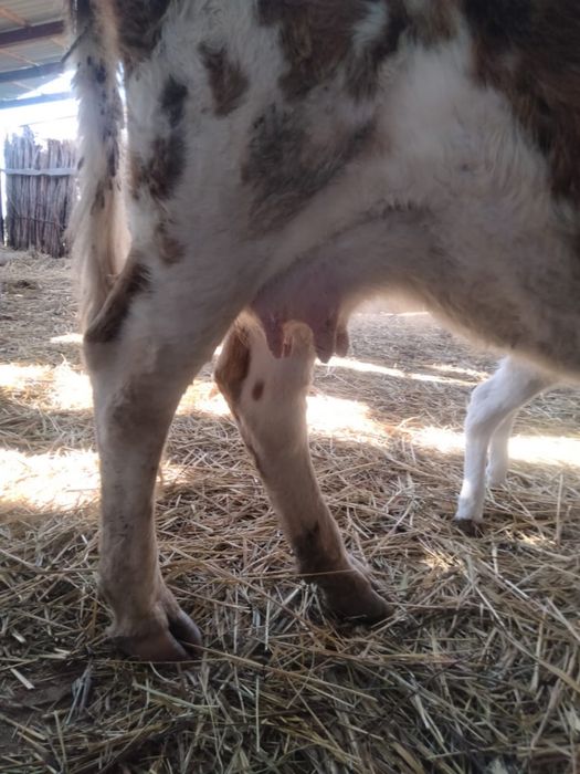 Сиыр бузауымен сатылады