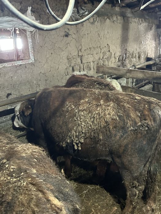 Продам бычков на доращивание