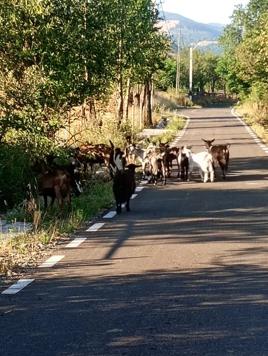 Vind urgent capre tinere și bune de lapte