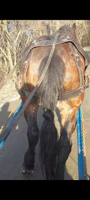 Vând cal de 4 pe 5 ani 1.75 la greabăn