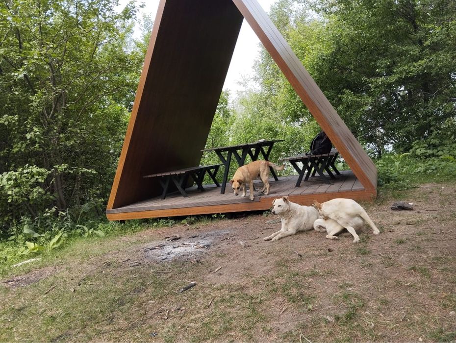 Отдам щенков дворняжки