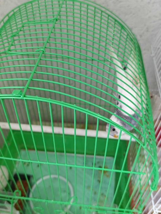 Продам волнистого попугая