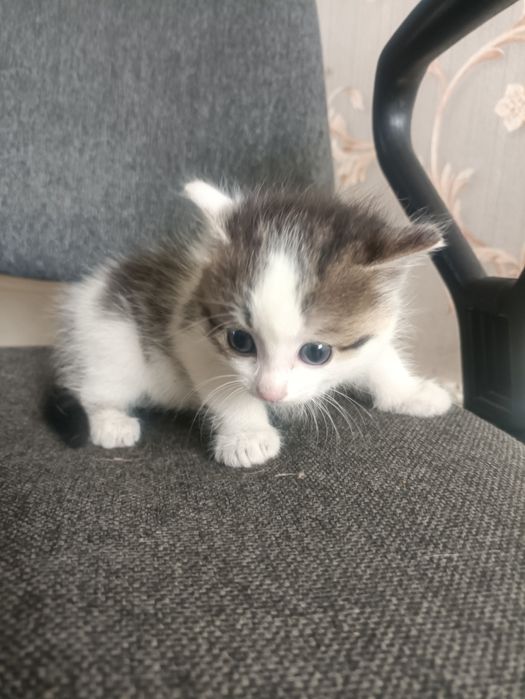 Дарю котенка крысылов