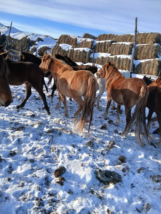 Жылкы сатыладыыы