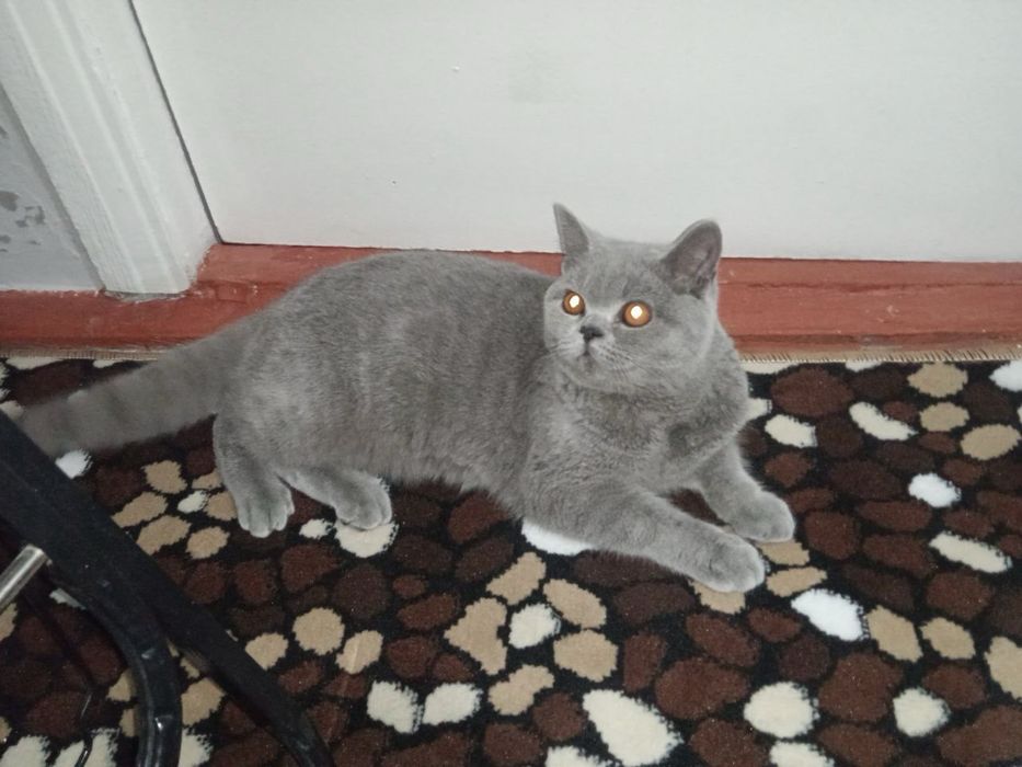 Британский караткащерсть