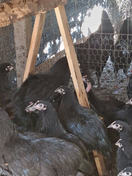 Gaini australorp