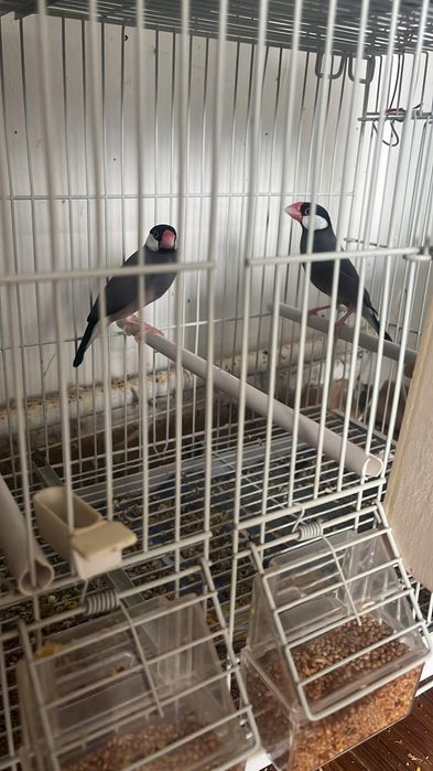 Canari si orzari caut căsuță nouo