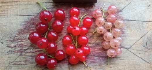 продам саженцы крыжовника, смородины