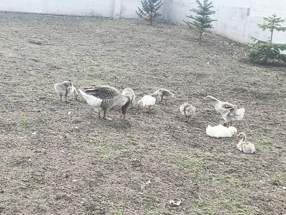 Vând gâste și bobocii de gâscă,