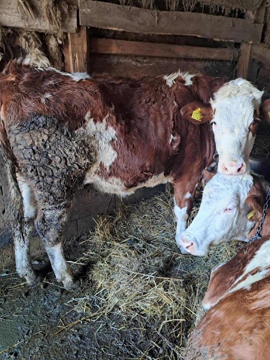 Vând jurinca gestanta