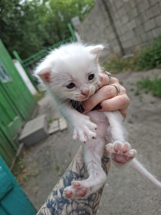 Отдам котят в хорошие руки