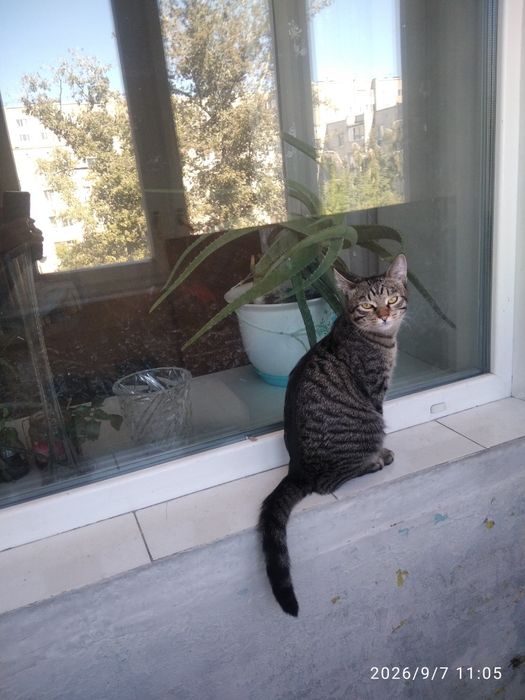 Котенок ,, Томас,,