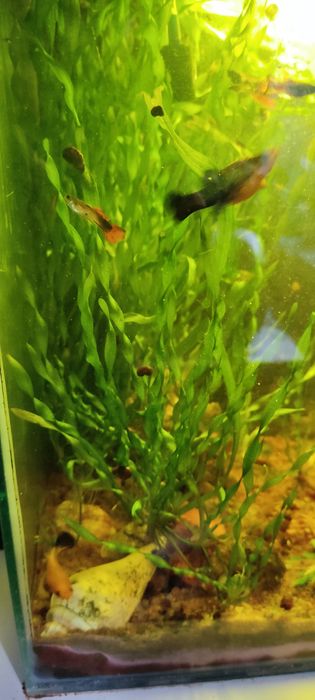 Продаю молодь гуппи