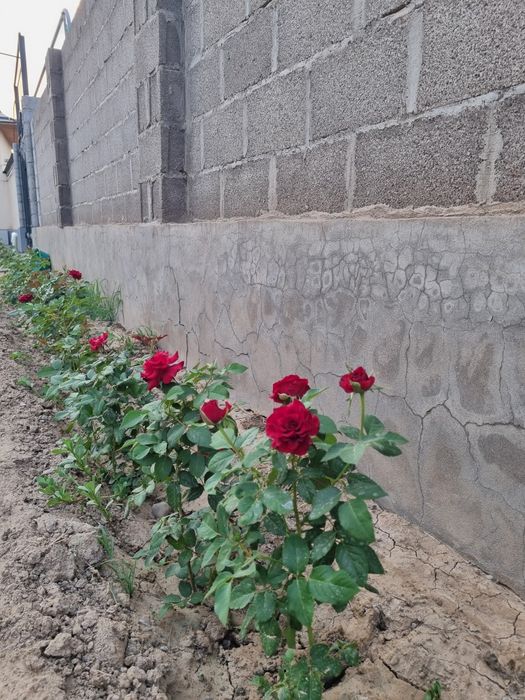 Розы разных сортов