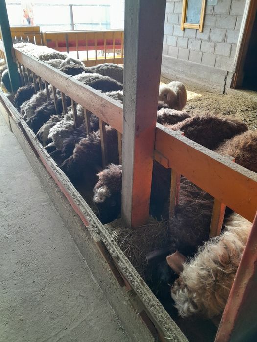 Откормленые кошкары