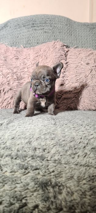 Bulldog francez blue