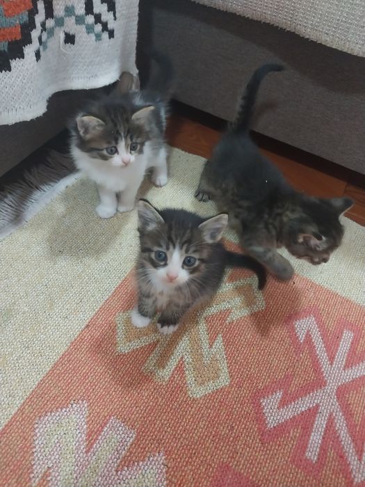 Раздаём котят бесплатно