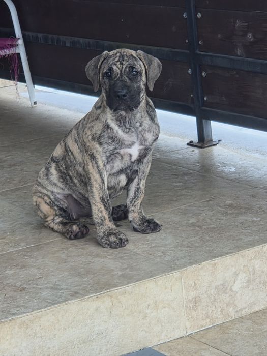 Presa Canario. Pedigree FCI. Părinți Campioni!