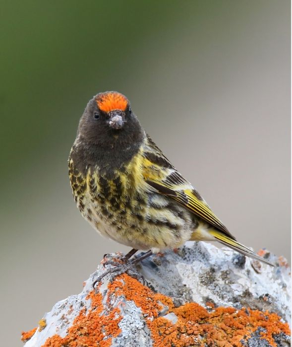 Вьюрок красношапочный