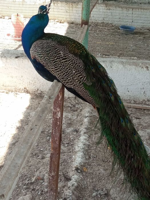 yangi tuxum, tovuq va tovus,