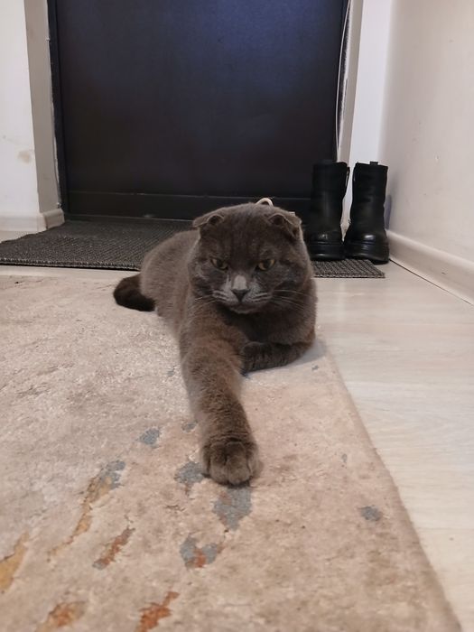 Британский кошка